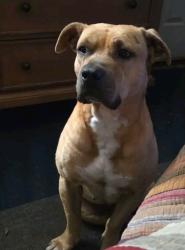 Found/Stray Male Dog last seen 65th street nw fort payne, Fort Payne, AL 35967