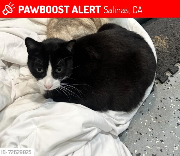 Lost Male Cat last seen Near Pescadero dr , Salinas, CA 93906