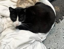 Lost Male Cat last seen Near Pescadero dr , Salinas, CA 93906