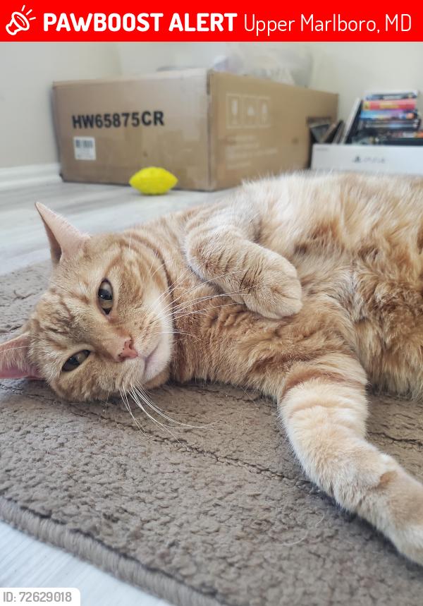 Lost Female Cat last seen Campus way south, Upper Marlboro, MD 20774
