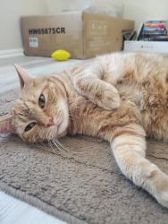 Lost Female Cat last seen Campus way south, Upper Marlboro, MD 20774