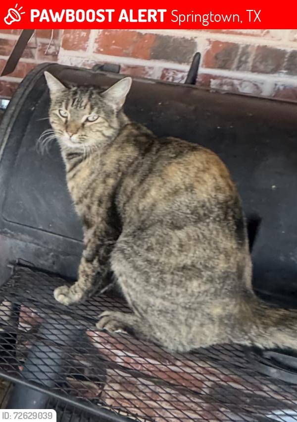 Lost Female Cat last seen Near , Springtown, TX 76082