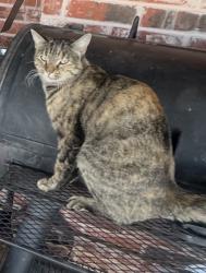 Lost Female Cat last seen Near , Springtown, TX 76082