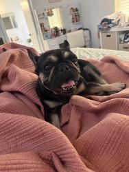 Found/Stray Female Dog last seen Tropical Parkway in Coleman, North Las Vegas, NV 89081
