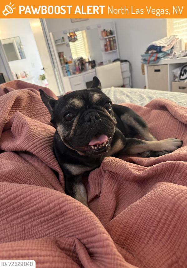 Found/Stray Female Dog last seen Tropical Parkway in Coleman, North Las Vegas, NV 89081