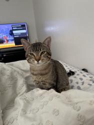 Lost Male Cat last seen Near mkellips and Mesa drive 550 apmts , Mesa, AZ 85203