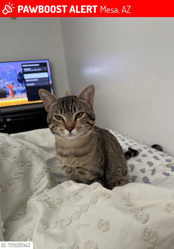Lost Male Cat last seen Near mkellips and Mesa drive 550 apmts , Mesa, AZ 85203