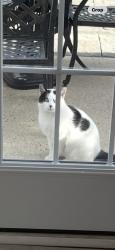 Found/Stray Unknown Cat last seen Four Seasons Community, Lakewood on Gardenways Ct near Greenways Lane, Lakewood, NJ 08701