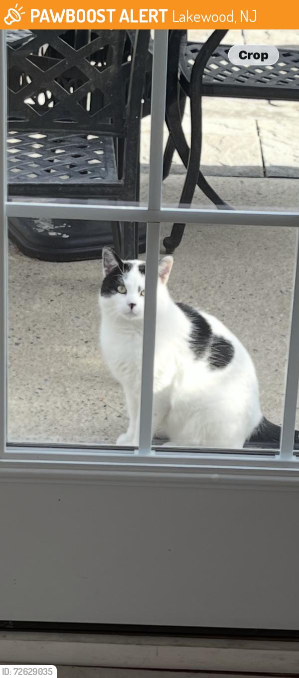Found/Stray Unknown Cat last seen Four Seasons Community, Lakewood on Gardenways Ct near Greenways Lane, Lakewood, NJ 08701