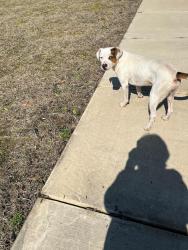 Found/Stray Male Dog last seen MCARTHUR POND RD AND OBERRY RD, Mount Olive, NC 28365
