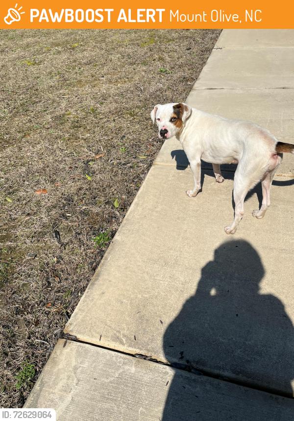 Found/Stray Male Dog last seen MCARTHUR POND RD AND OBERRY RD, Mount Olive, NC 28365