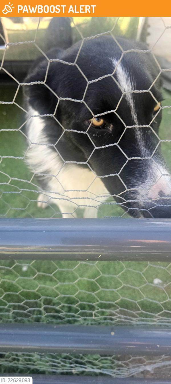 Found/Stray Unknown Dog last seen Post rd , Riverside County, CA 92570