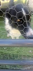 Found/Stray Unknown Dog last seen Post rd , Riverside County, CA 92570