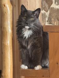 Lost Female Cat last seen Leo Dr and Polaris, Erie, CO 80516