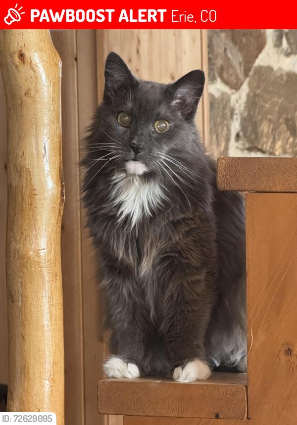 Lost Female Cat last seen Leo Dr and Polaris, Erie, CO 80516