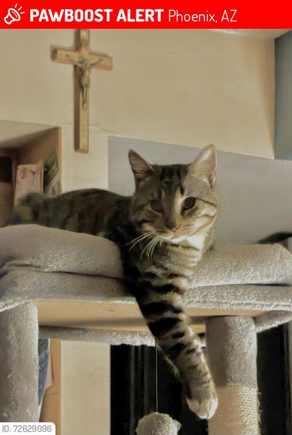 Lost Male Cat last seen 105th W Calle Del Sol , Phoenix, AZ 85037