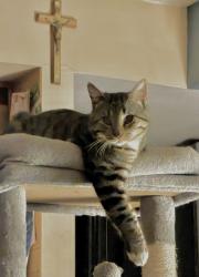 Lost Male Cat last seen 105th W Calle Del Sol , Phoenix, AZ 85037