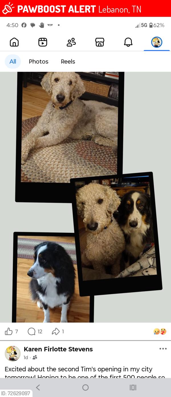 Lost Male Dog last seen 231, Vesta, Fall Creek, zachary, Lebanon, TN 37090