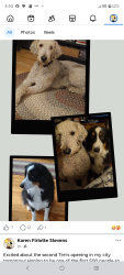 Lost Male Dog last seen 231, Vesta, Fall Creek, zachary, Lebanon, TN 37090