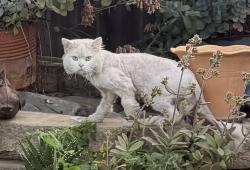 Found/Stray Unknown Cat last seen Condor and 3rd El Cajon, CA 92019, El Cajon, CA 92019