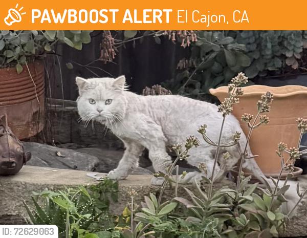 Found/Stray Unknown Cat last seen Condor and 3rd El Cajon, CA 92019, El Cajon, CA 92019