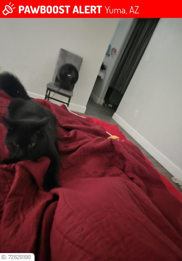 Lost Male Cat last seen Near and 14 st, Yuma, AZ 85364