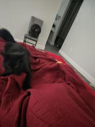 Lost Male Cat last seen Near and 14 st, Yuma, AZ 85364