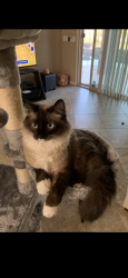 Lost Male Cat last seen Williams & El Mirage in CrossRiver development, Sun City, AZ 85373