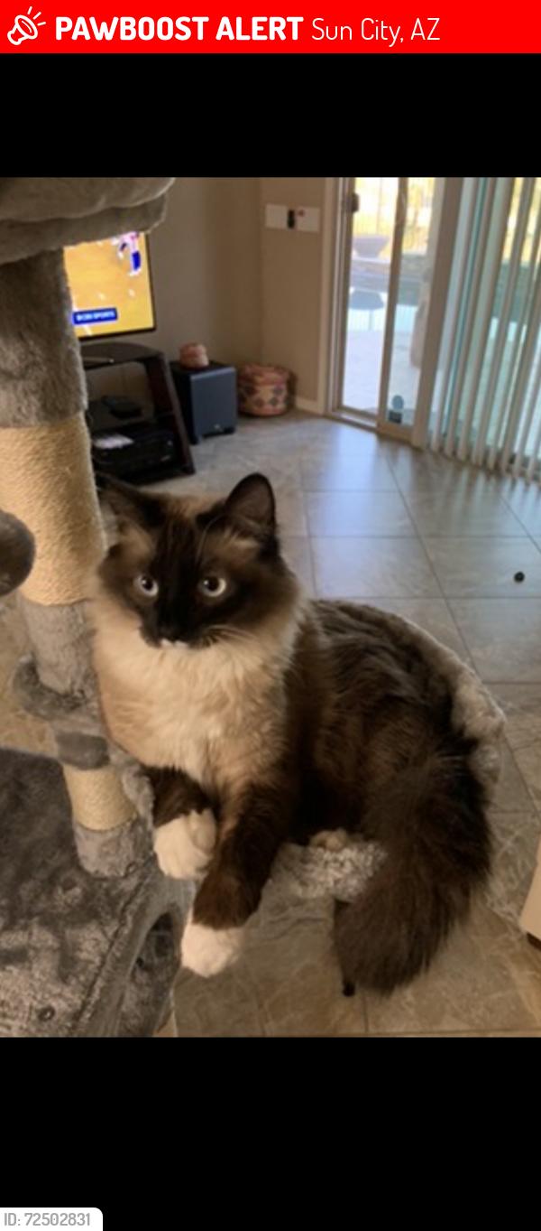 Lost Male Cat last seen Williams & El Mirage in CrossRiver development, Sun City, AZ 85373