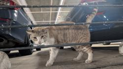 Found/Stray Unknown Cat last seen 20st & 10ave , Miami, FL 33136