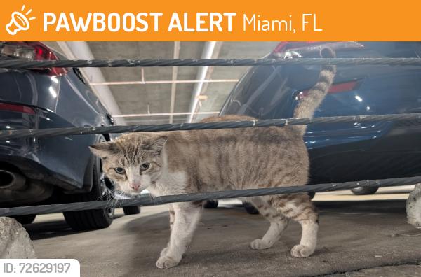 Found/Stray Unknown Cat last seen 20st & 10ave , Miami, FL 33136