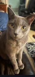 Lost Male Cat last seen Addison and Laramie , Chicago, IL 60641