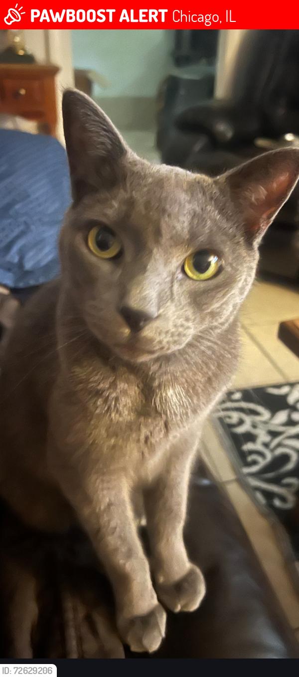 Lost Male Cat last seen Addison and Laramie , Chicago, IL 60641
