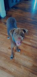Lost Female Dog last seen Don Hall’s, New Haven, IN 46774
