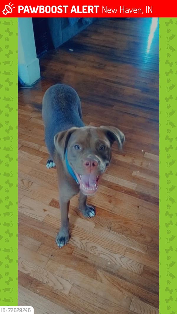 Lost Female Dog last seen Don Hall’s, New Haven, IN 46774
