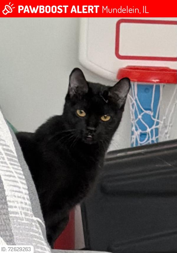 Lost Female Cat last seen Midlothian and crystal , Mundelein, IL 60060
