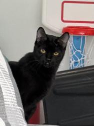 Lost Female Cat last seen Midlothian and crystal , Mundelein, IL 60060