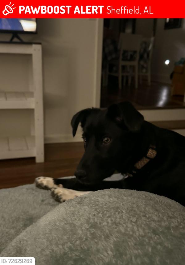 Lost Female Dog last seen Frey Avenue and Broad Street, Sheffield, AL 35660
