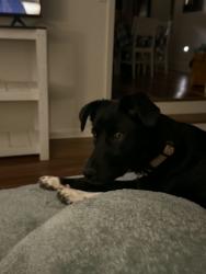 Lost Female Dog last seen Frey Avenue and Broad Street, Sheffield, AL 35660