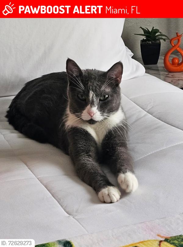 Lost Male Cat last seen 137th Ave. and 169th Terrace  Cazadores North, Miami, FL 33177