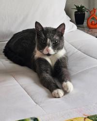 Lost Male Cat last seen 137th Ave. and 169th Terrace  Cazadores North, Miami, FL 33177