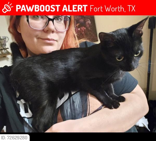 Lost Female Cat last seen Gladney and sundial , Fort Worth, TX 76244