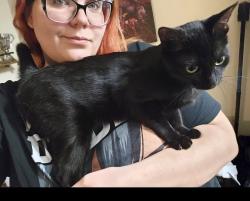 Lost Female Cat last seen Gladney and sundial , Fort Worth, TX 76244