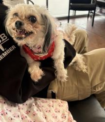 Reunited Female Dog last seen Federal BLVD & 14TH ST, Denver, CO 80231