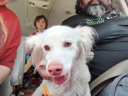 Found/Stray Male Dog last seen Near Atlee Street NPR , Moon Lake, FL 34654