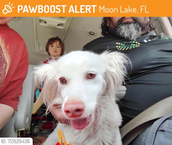 Found/Stray Male Dog last seen Near Atlee Street NPR , Moon Lake, FL 34654