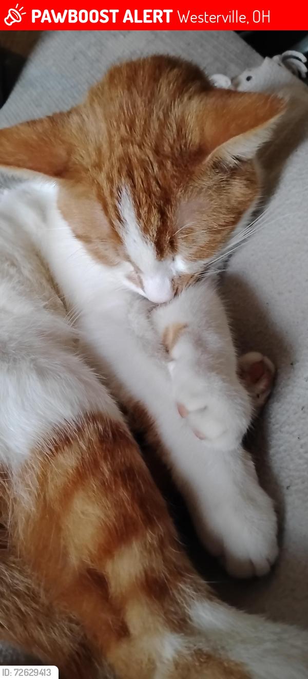 Lost Male Cat last seen Near west  street, Westerville, OH 43081