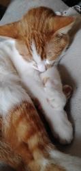 Lost Male Cat last seen Near west  street, Westerville, OH 43081