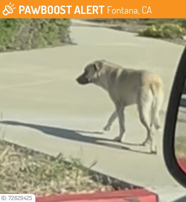 Found/Stray Male Dog last seen Falcon Ridge Town Center to Falcon Ridge Elementary School, Fontana, CA 92336