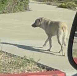 Found/Stray Male Dog last seen Falcon Ridge Town Center to Falcon Ridge Elementary School, Fontana, CA 92336